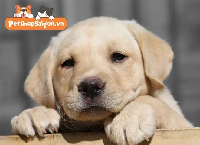 Chó Labrador con đang trong giai đoạn phát triển, cần theo dõi cân nặng tối ưu.