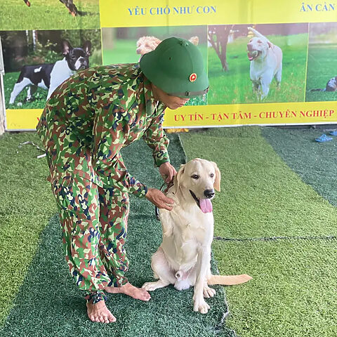 Chó Labrador đang được hướng dẫn bởi huấn luyện viên tại trường huấn luyện chó nghiệp vụ