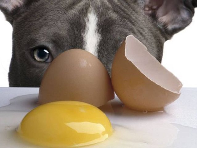 Chó Labrador đang thưởng thức bữa ăn bổ dưỡng với trứng luộc, an toàn cho hệ tiêu hóa