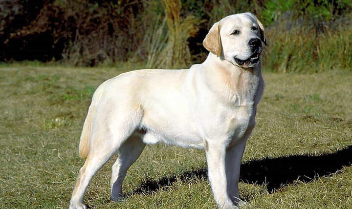 Chó Labrador Retriever thân thiện nhưng vẫn có khả năng cảnh báo, là lựa chọn tốt để giữ nhà