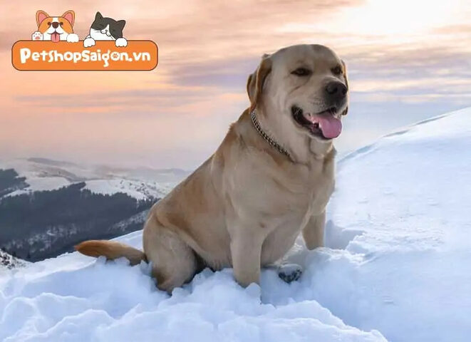Chó Labrador trưởng thành với cân nặng lý tưởng, dáng vẻ khỏe mạnh.