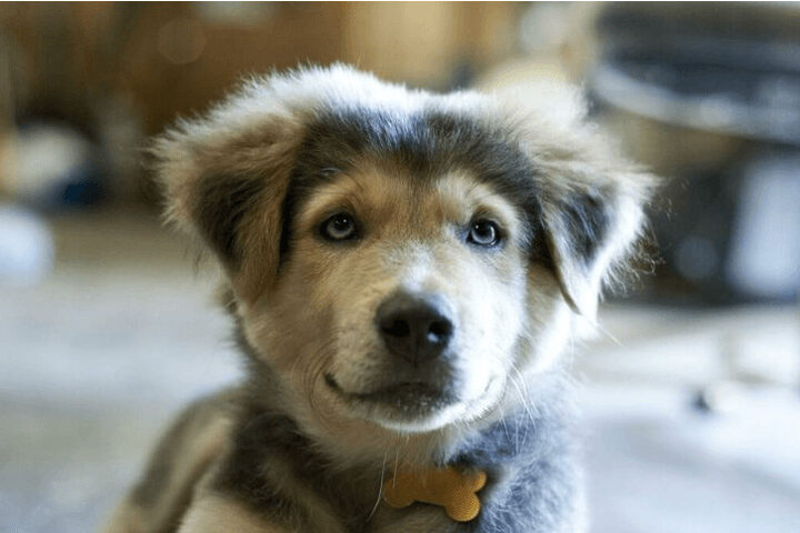 Chó lai Golden Retriever và Husky với đôi mắt xanh đặc trưng