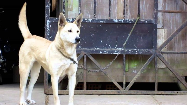 Đặc điểm ngoại hình của chó Lài Dingo Đông Dương, chó lài giá bao nhiêu