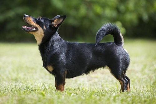 Chó Lancashire Heeler thông minh, lanh lợi với đôi mắt to tròn