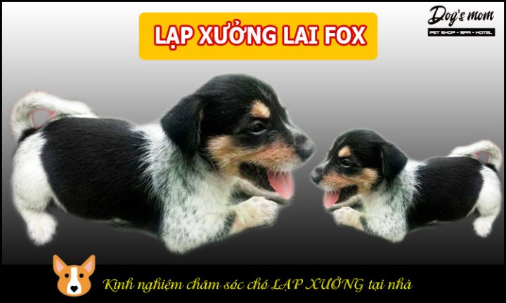 Chó Lạp Xưởng Lai Phốc: Hướng Dẫn Chăm Sóc Toàn Diện - image 2