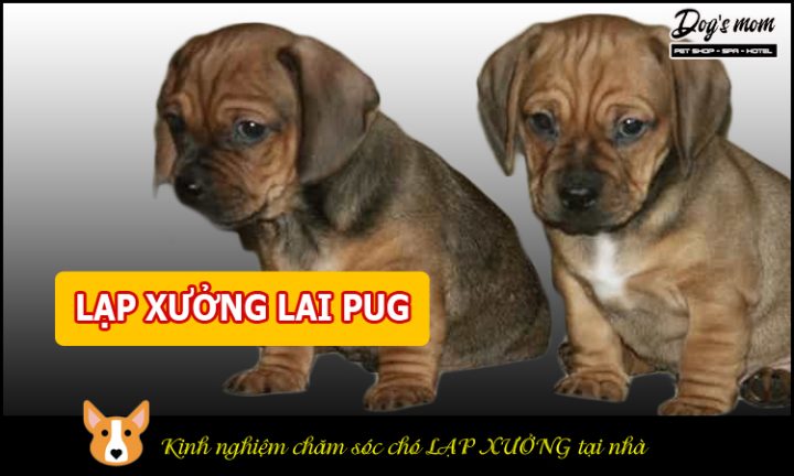Chó Lạp Xưởng Lai Pug: Ngoại Hình, Tính Cách và Cách Chăm Sóc