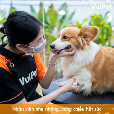 Chó lông trắng được tắm rửa sạch sẽ tại dịch vụ spa thú cưng