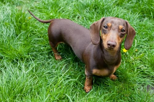 Chó lùn Dachshund với thân hình dài và đôi tai rũ đáng yêu
