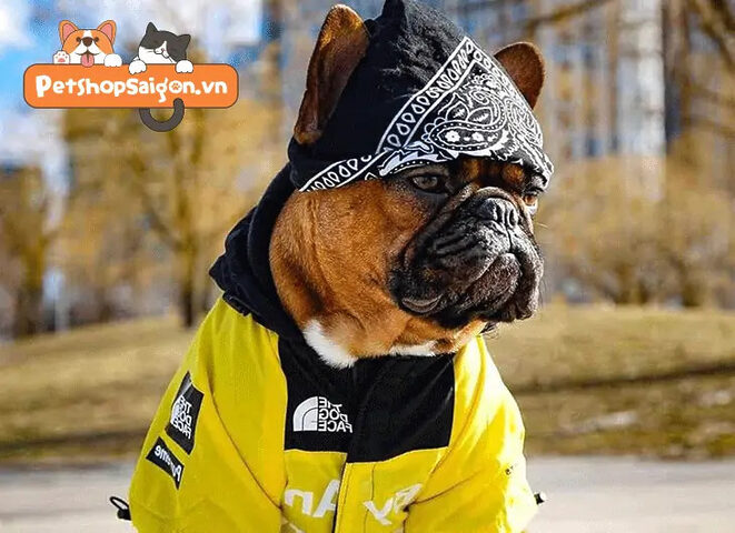 Chó mặc áo hoodie màu hồng dễ thương
