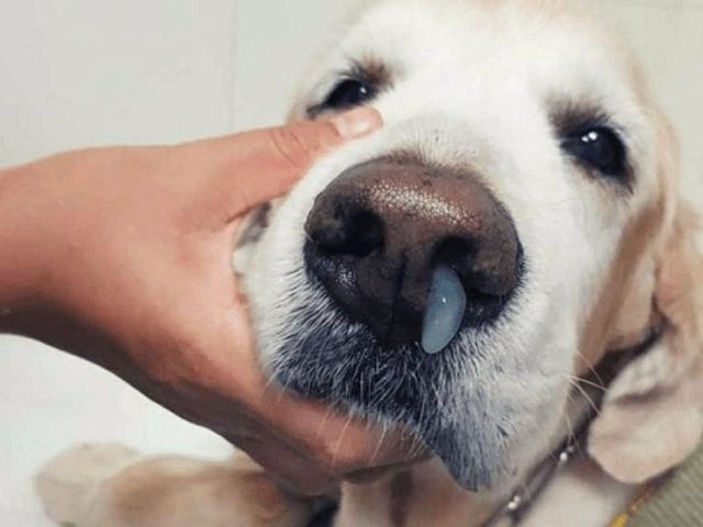 Bệnh Care và Parvo ở Chó: Cẩm nang toàn diện từ A đến Z cho chủ nuôi Chó mắc bệnh Care biểu hiện chảy dịch mũi và mắt, dấu hiệu nhận biết bệnh Care và Parvo ở chó