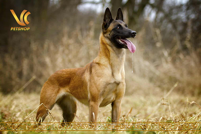 Chó Malinois có bộ lông màu vàng nâu với mặt nạ đen đặc trưng, đang thể hiện sự tập trung và cảnh giác trong môi trường tự nhiên.