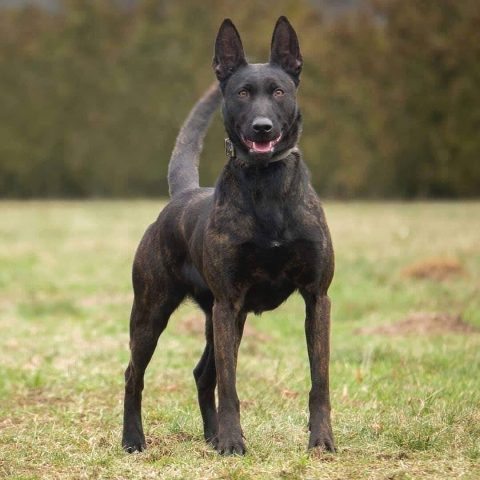 Chó Malinois thông minh, dũng cảm, sẵn sàng bảo vệ chủ nhân tại Trà Vinh