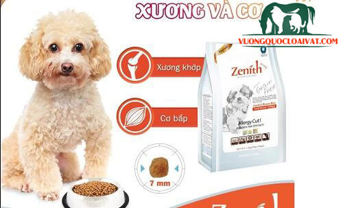 Chó Maltese con đang ăn thức ăn dành cho chó nhỏ