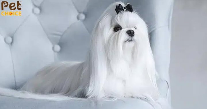 Chó Maltese Giá Bao Nhiêu? Cập Nhật Mới Nhất
