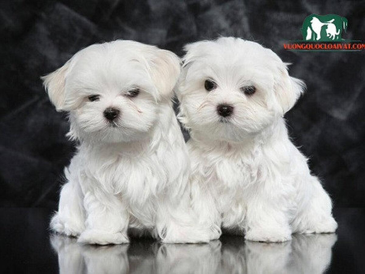 So sánh giá chó Maltese ở các địa điểm khác nhau
