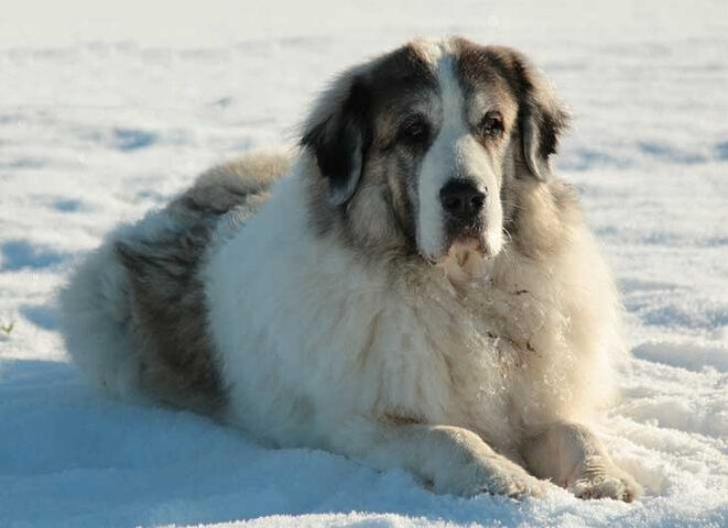 Chó Mastiff Pyrenean với bộ lông trắng dày và vóc dáng khổng lồ đang nằm nghỉ ngơi