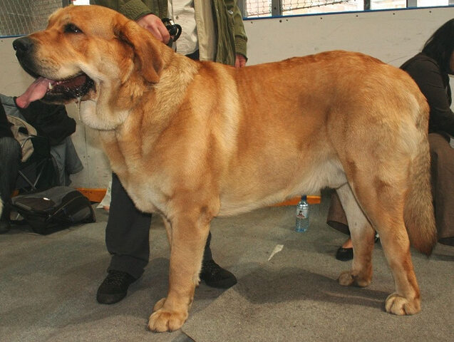 Chó Mastiff Tây Ban Nha với bộ lông nâu vàng và thân hình to lớn, oai vệ