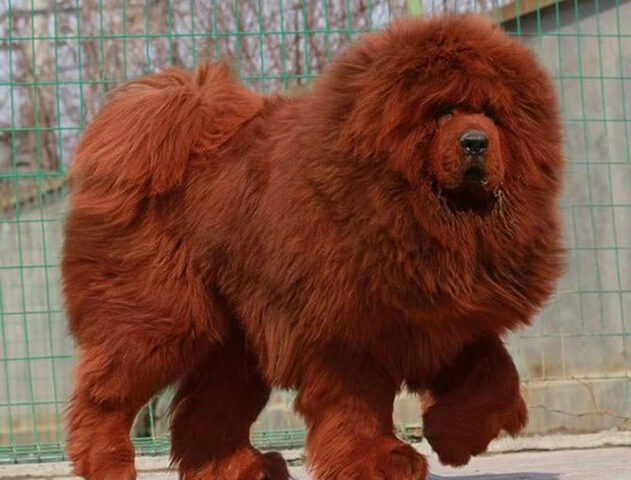 Chó Mastiff Tibetan với bộ lông dày và màu đen, vẻ ngoài oai vệ và mạnh mẽ