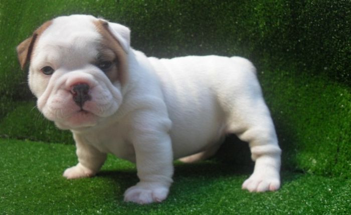 Chó mặt sệ Bulldog Pháp - Chó cảnh đắt nhất