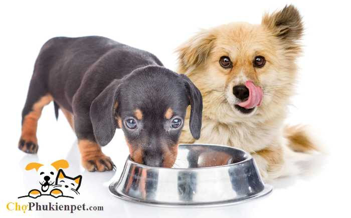 Chó mẹ sau sinh mệt mỏi bên đàn con
