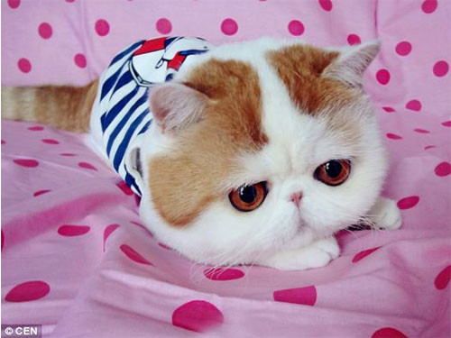 Chó mèo baby cute đáng yêu