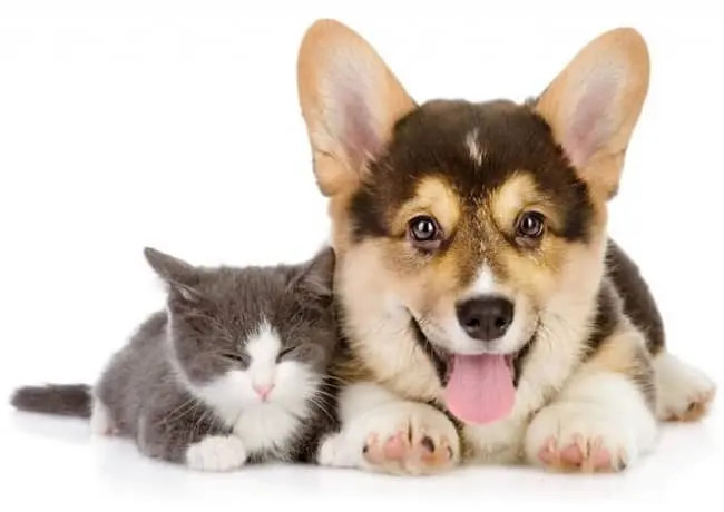 Chó mèo được chăm sóc tại phòng khám thú y