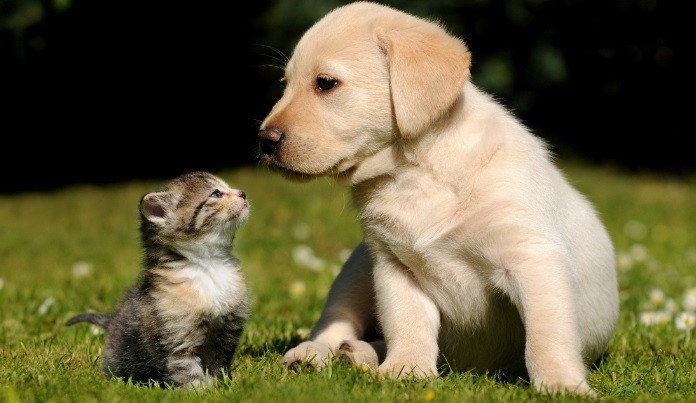 HÌNH ẢNH CON CHÓ VÀ CON MÈO: Vẻ Đẹp Từ Tình Bạn Đến Biểu Cảm Độc Đáo