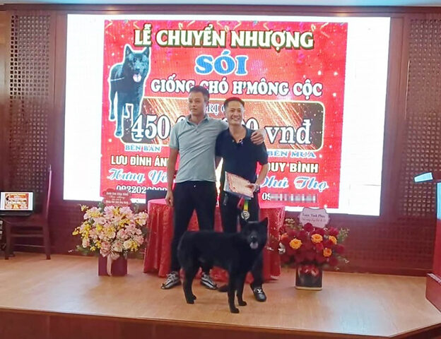 Chó Mông Cộc đang đi bộ trong rừng, hình ảnh cho thấy môi trường sống tự nhiên
