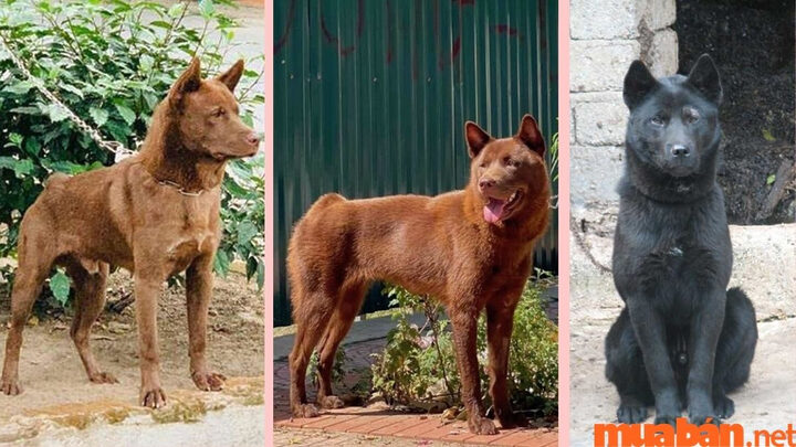 Chó Mông Cộc đen đang nằm thư giãn trên nền gạch, hình ảnh đơn giản nhưng thu hút
