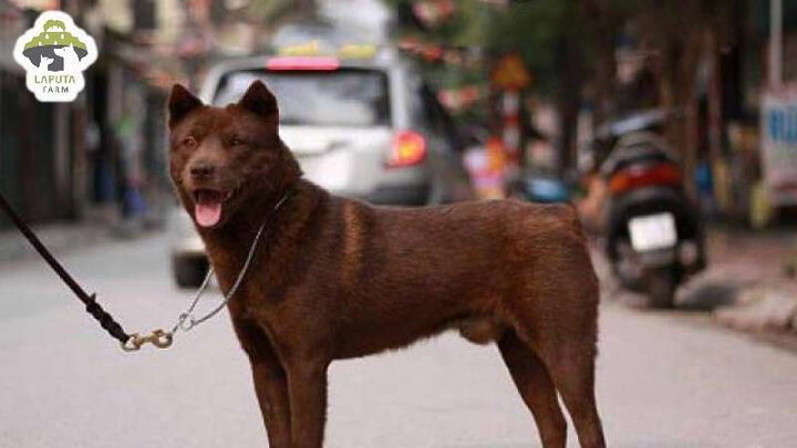 Chó Mông Cộc trưởng thành với bộ lông đen bóng, thể hiện vẻ đẹp đặc trưng và giá trị của giống chó bản địa.