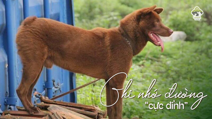 Chó Mông Cộc với trí nhớ siêu phàm, dễ huấn luyện và có giá trị cao trong nhiều nhiệm vụ.