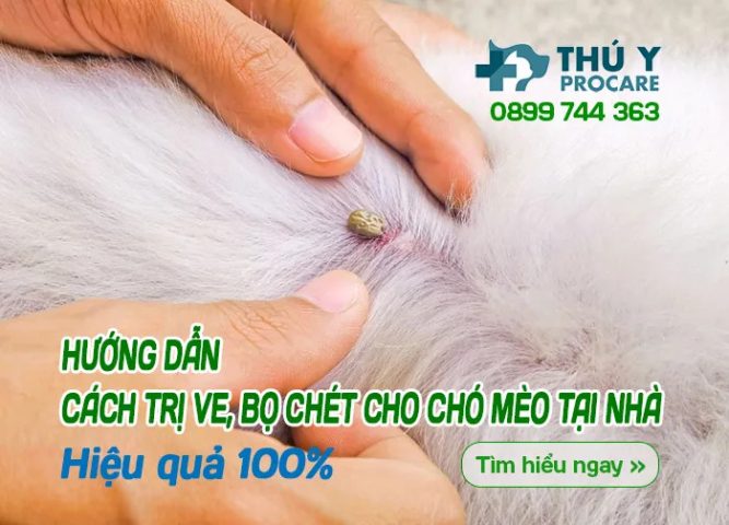 Chó nằm trên sàn nhà, được chủ kiểm tra lông để tìm bọ chét