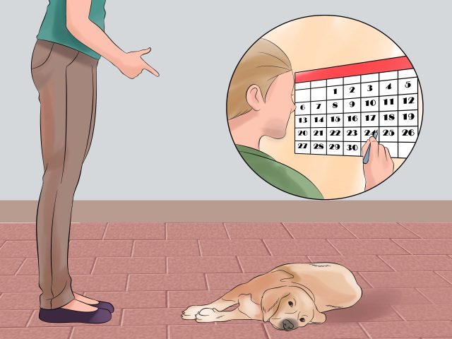 Chó nằm xuống để học giả chết