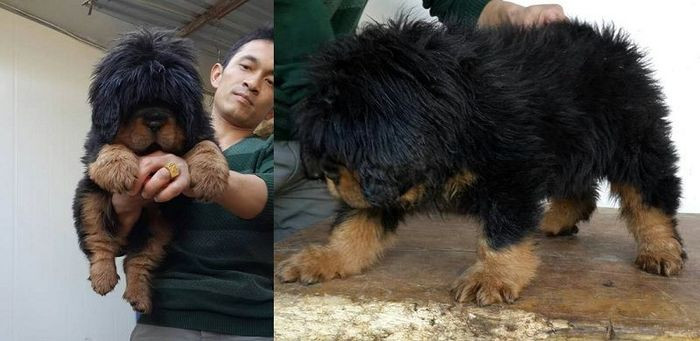 Chó Ngao Tây Tạng khi còn nhỏ - Chó cảnh đắt nhất Việt Nam