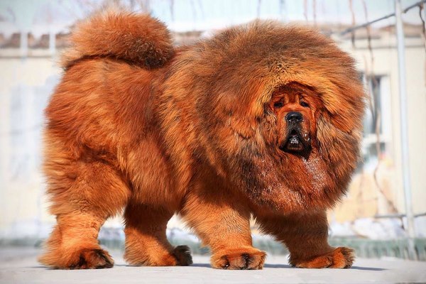 Chú chó nặng nhất thế giới: Hồ sơ về những gã khổng lồ lông lá
