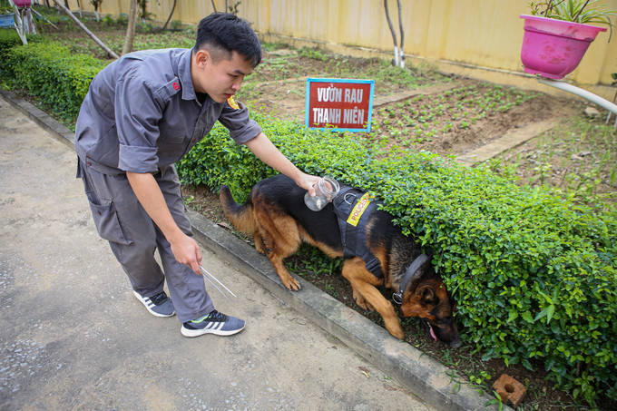 Chó nghiệp vụ chuyên biệt đánh hơi và tìm kiếm ma túy
