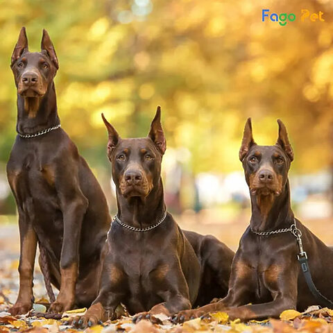 Chó nghiệp vụ quân đội Doberman cảnh giác cao độ