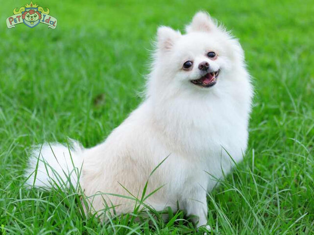 Chó Nhật lai Phốc Sóc với bộ lông mềm mại và đôi tai nhỏ