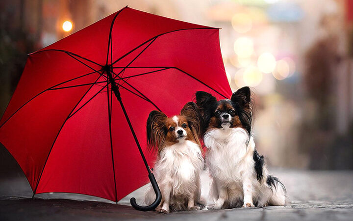 Chó Papillon (chó Bướm) nổi bật với đôi tai như cánh bướm, là giống chó cảnh thân thiện