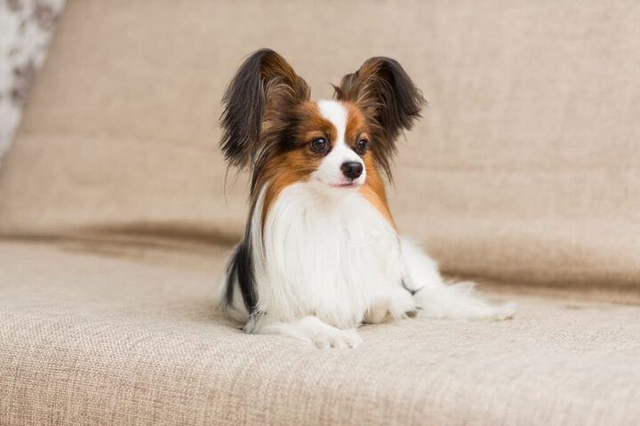 Chó Papillon là một trong những giống chó nhỏ thông minh với đôi tai hình cánh bướm độc đáo