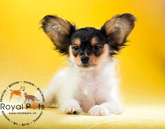 Chó Papillon với đôi tai cánh bướm đáng yêu