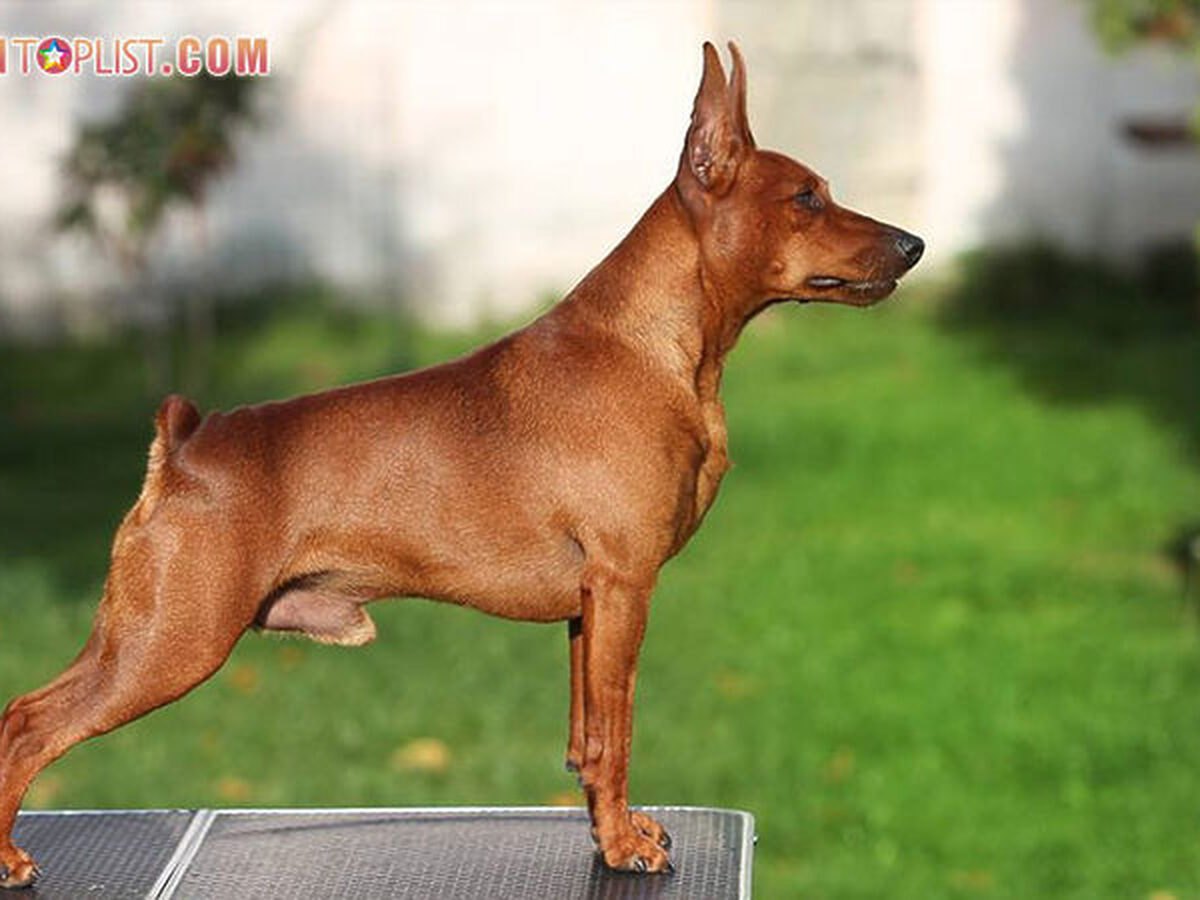 Chó Phốc Hươu Mini Giá Bao Nhiêu? Tìm Hiểu Về Giá Cả Và Chăm Sóc Thú Cưng Này So sánh chó phốc hươu mini với các giống chó khác