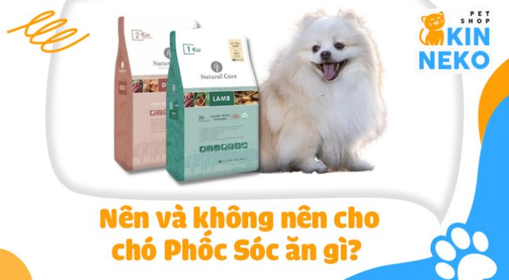 Chó Phốc Sóc Ăn Gì: Chế Độ Dinh Dưỡng Chuẩn Khoa Học Cho Mọi Giai Đoạn