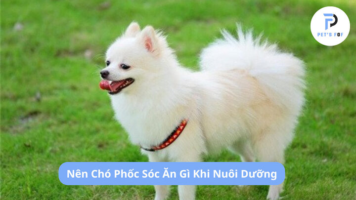 Cẩm Nang Toàn Diện Về Các Loại Chó Phốc Sóc: Đặc Điểm, Chăm Sóc & Chi Phí Cẩm Nang Toàn Diện Về Các Loại Chó Phốc Sóc: Đặc Điểm, Chăm Sóc & Chi Phí