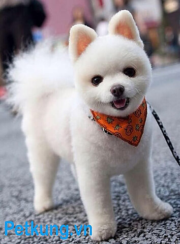 Chó Phốc Sóc đáng yêu với kiểu cắt lông Puppy Cut, giữ vẻ ngây thơ như một chú chó con
