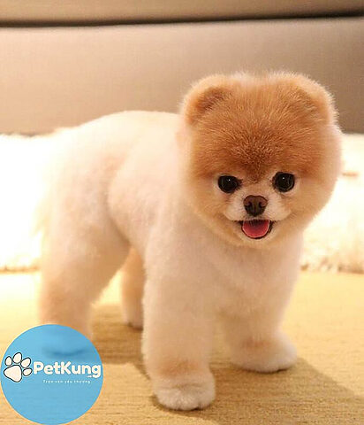 Chó Phốc Sóc được cắt tỉa theo kiểu Teddy Bear đáng yêu, với phần lông đầu tròn trịa