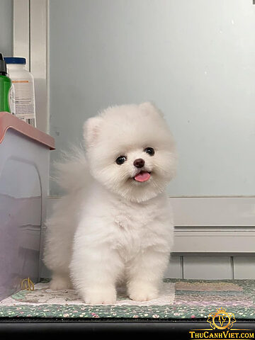 Chó Phốc Sóc mặt gấu lông trắng cute, cần được thăm khám định kỳ để tránh rụng lông bất thường