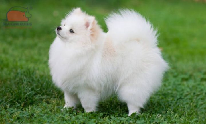 Chó Phốc Sóc mini hoạt bát, thể hiện tính cách năng động của giống chó mini