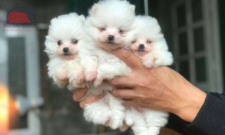Chó mini với bộ lông xù, minh họa cho câu hỏi chó mini giá bao nhiêu trên thị trường