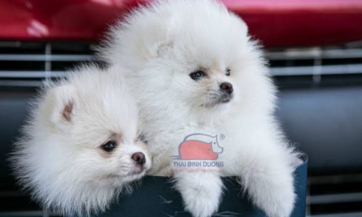 Gương mặt dễ thương của một chú chó mini, tìm hiểu chó mini giá bao nhiêu